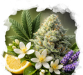 High THC Starter Pack - Nirvana USA