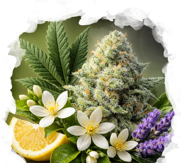 High THC Starter Pack - Nirvana USA