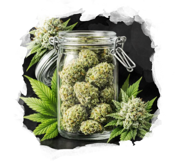 High Yielding Starter Pack - Nirvana USA