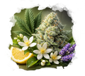 High THC Starter Pack