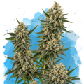 Hindu Kush Regular