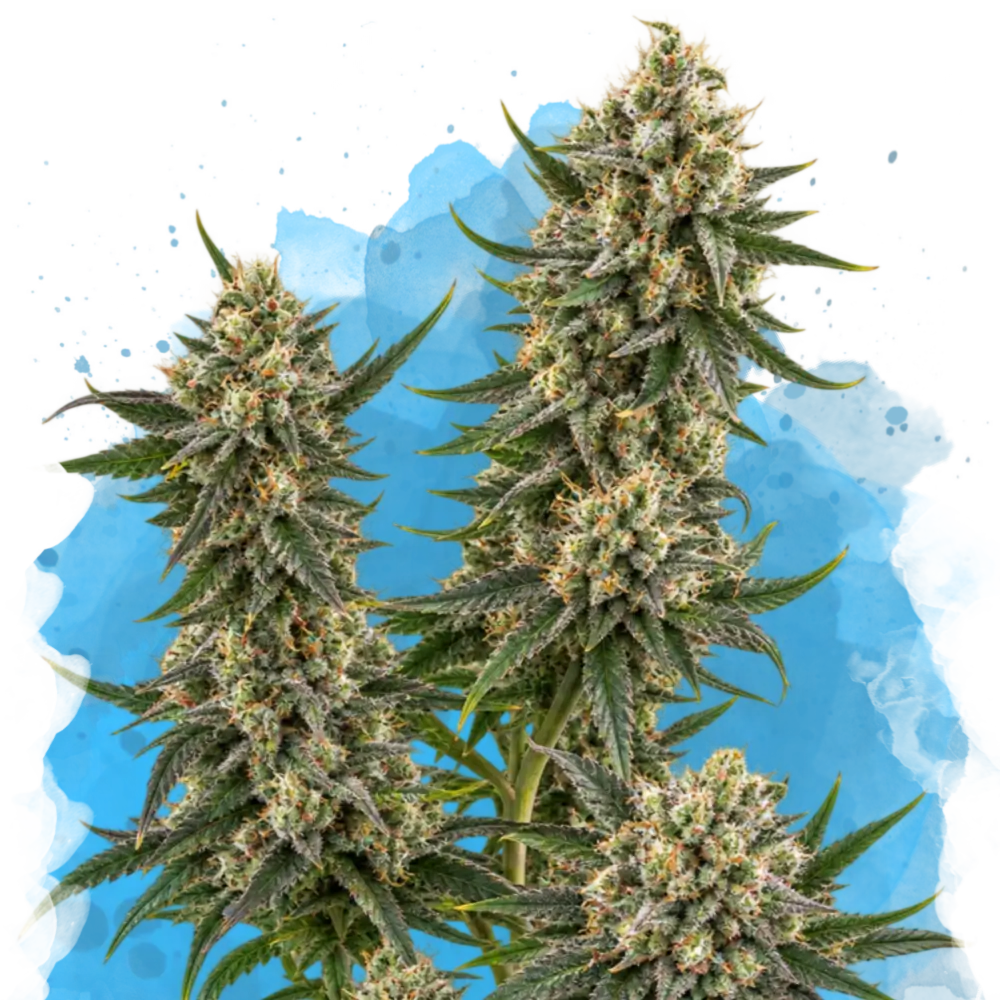 Hindu Kush Regular