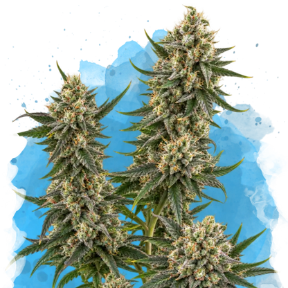 Hindu Kush Regular