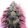 Ice Cream Cake Feminized - Nirvana USA