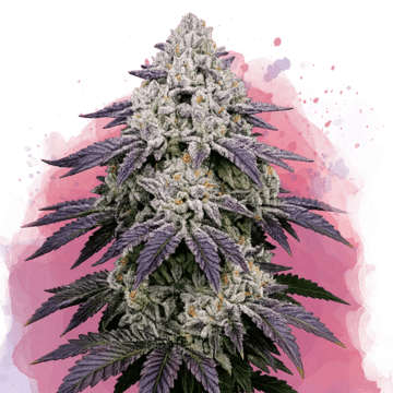 Ice Cream Cake Feminized - Nirvana USA