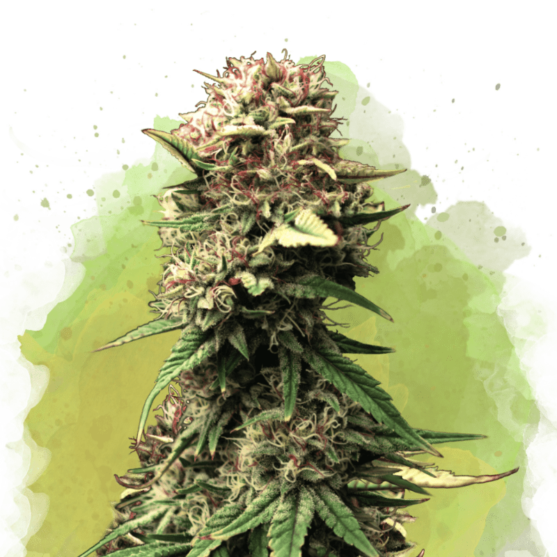 Jock Horror Autoflower - Nirvana USA