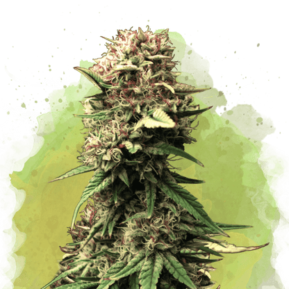 Jock Horror Autoflower - Nirvana USA