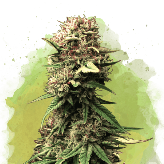 Jock Horror Autoflower - Nirvana USA