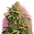 Lemon Cherry Gelato Feminized - Nirvana USA