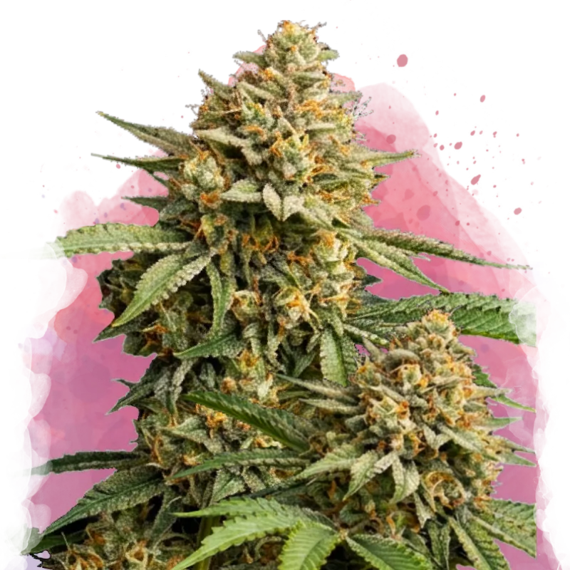Lemon Cherry Gelato Feminized - Nirvana USA