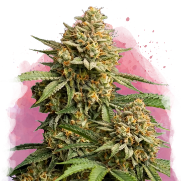 Lemon Cherry Gelato Feminized - Nirvana USA