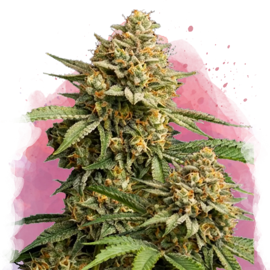 Lemon Cherry Gelato Feminized - Nirvana USA