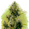 Lemon OG Haze Autoflower