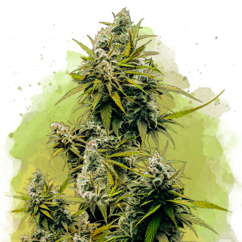 Lemon OG Haze Autoflower