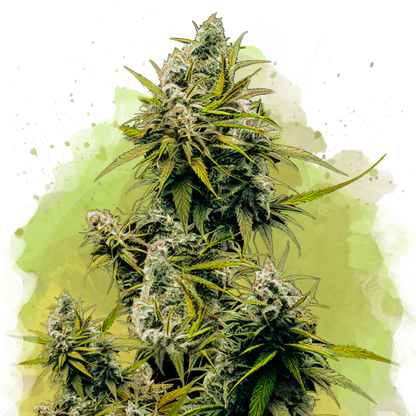 Lemon OG Haze Autoflower
