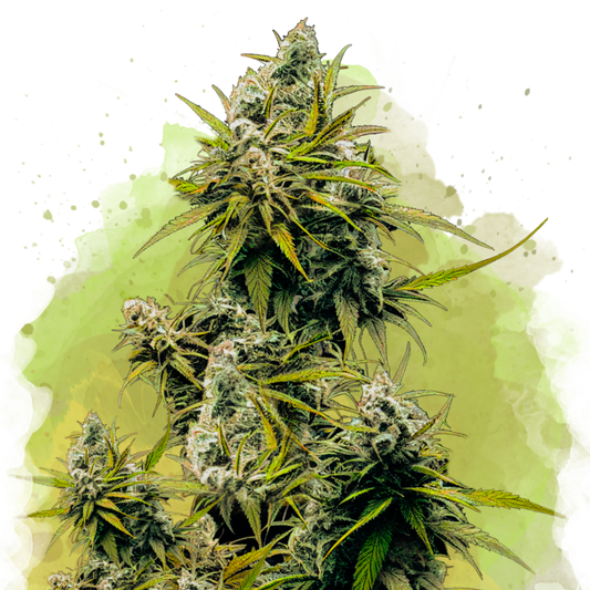 Lemon OG Haze Autoflower