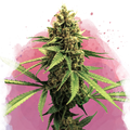 Lemon OG Haze Feminized - Nirvana USA