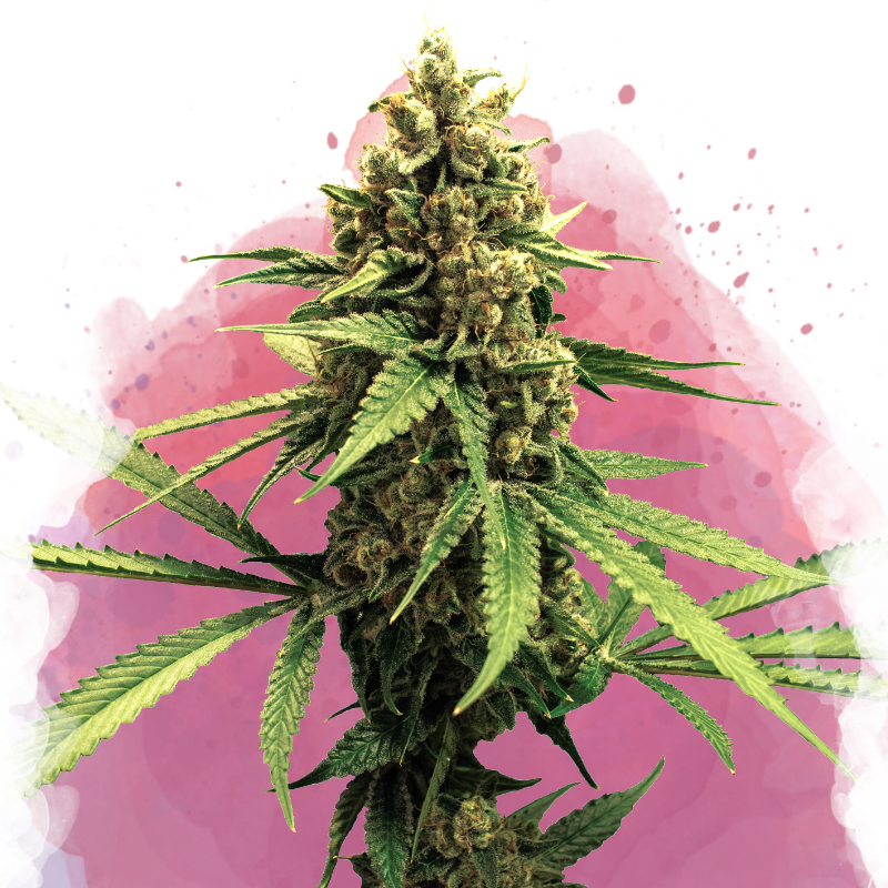Lemon OG Haze Feminized - Nirvana USA