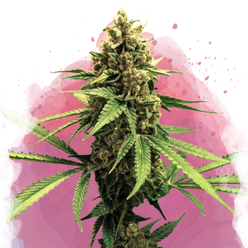 Lemon OG Haze Feminized - Nirvana USA