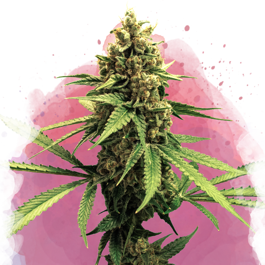 Lemon OG Haze Feminized - Nirvana USA