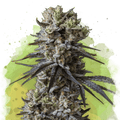 Lithium OG Kush Autoflower - Nirvana USA