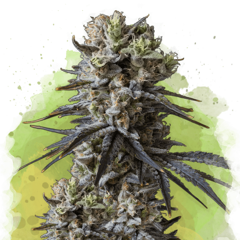 Lithium OG Kush Autoflower - Nirvana USA