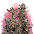 Lithium OG Kush Feminized - Nirvana USA