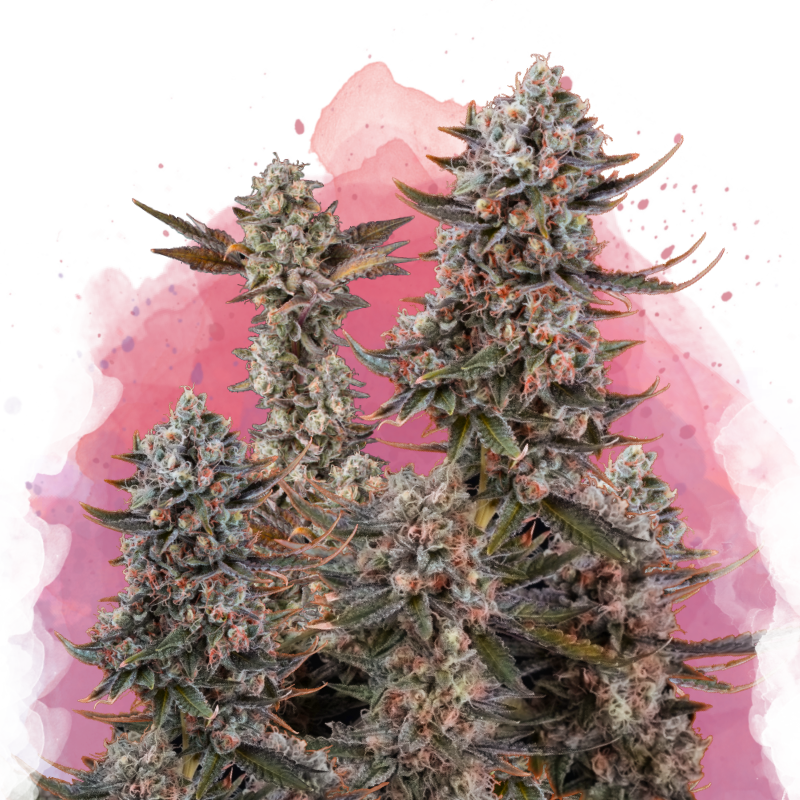 Lithium OG Kush Feminized - Nirvana USA