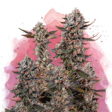 Lithium OG Kush Feminized - Nirvana USA