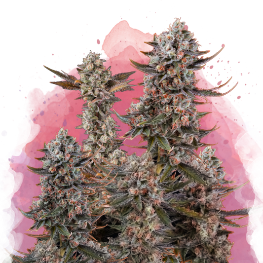 Lithium OG Kush Feminized - Nirvana USA