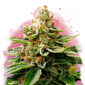 LSD Feminized - Nirvana USA