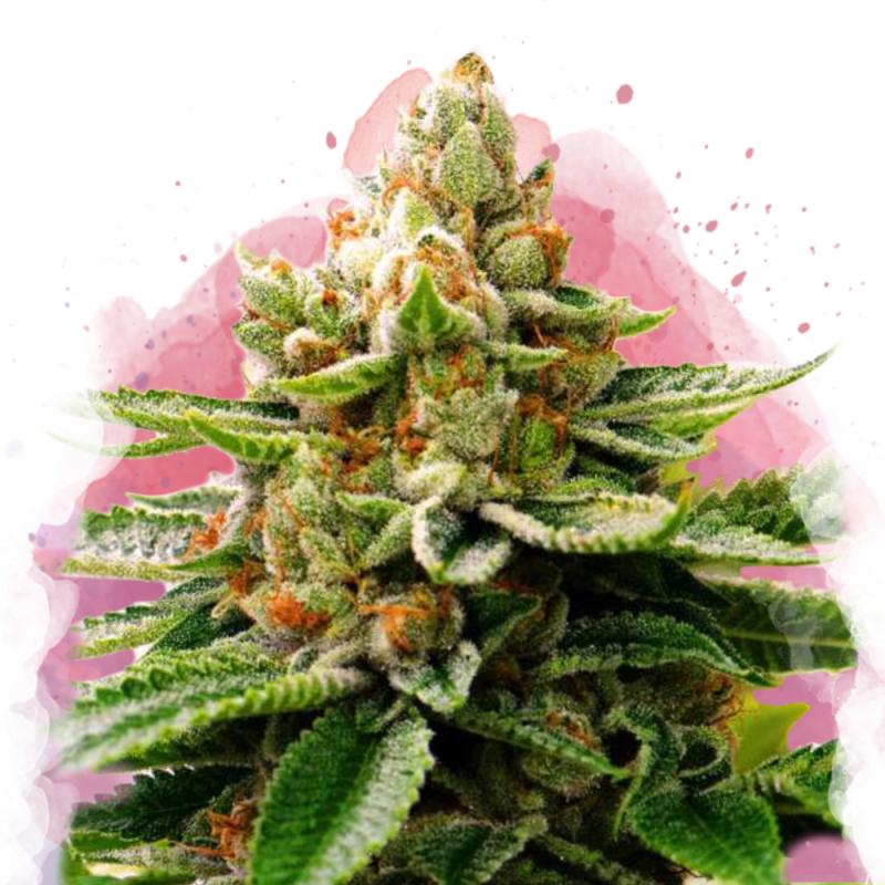 LSD Feminized - Nirvana USA