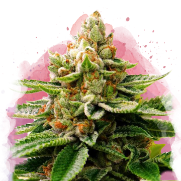 LSD Feminized - Nirvana USA