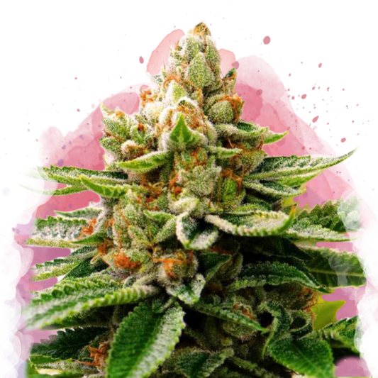 LSD Feminized - Nirvana USA