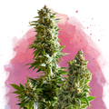 Master Kush Feminized - Nirvana USA