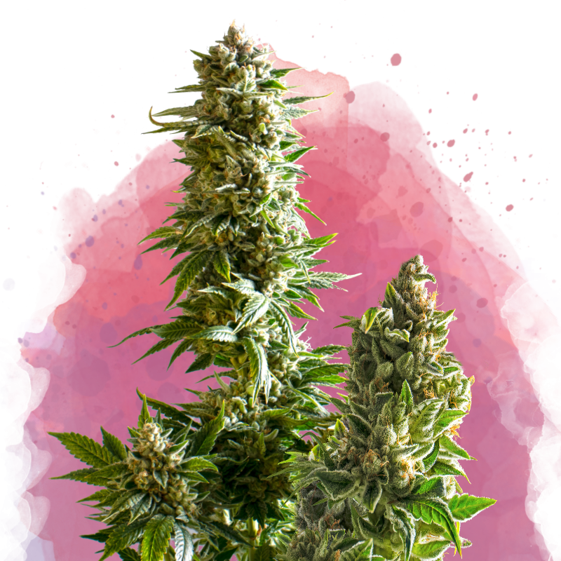 Master Kush Feminized - Nirvana USA