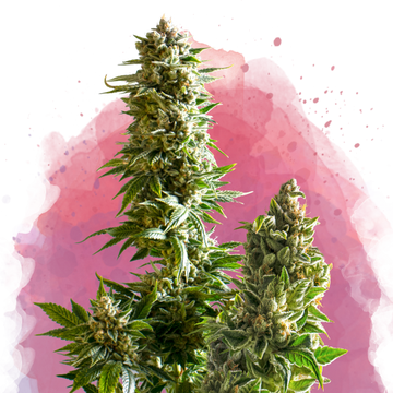 Master Kush Feminized - Nirvana USA