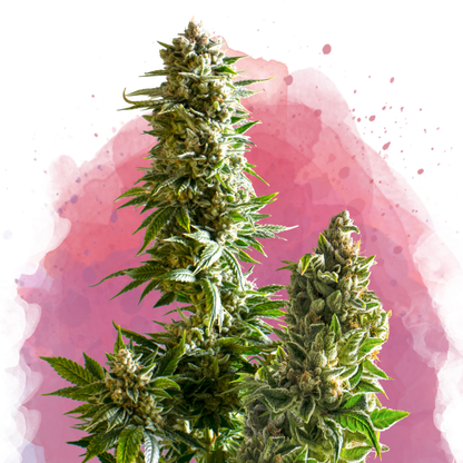 Master Kush Feminized - Nirvana USA