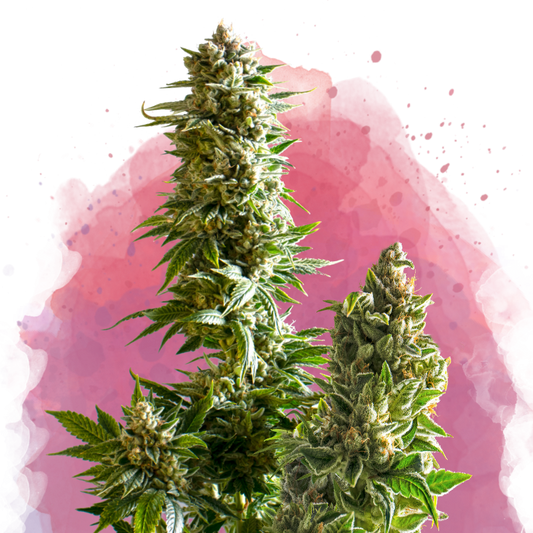 Master Kush Feminized - Nirvana USA