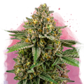 Mimosa Feminized - Nirvana USA