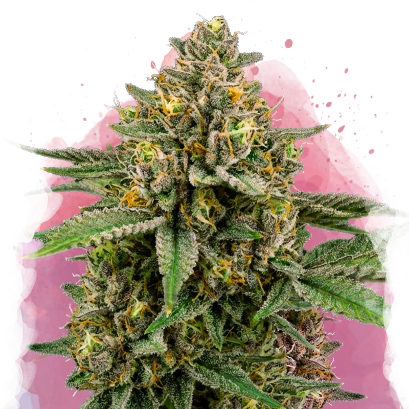 Mimosa Feminized - Nirvana USA