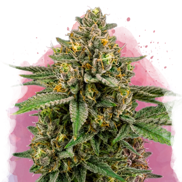 Mimosa Feminized - Nirvana USA