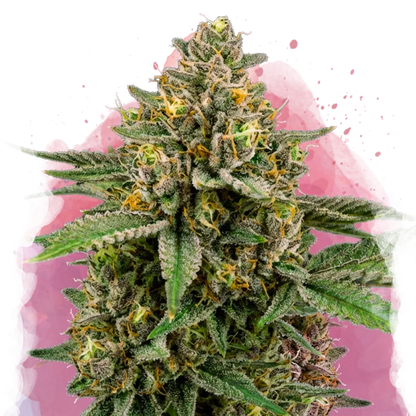Mimosa Feminized - Nirvana USA