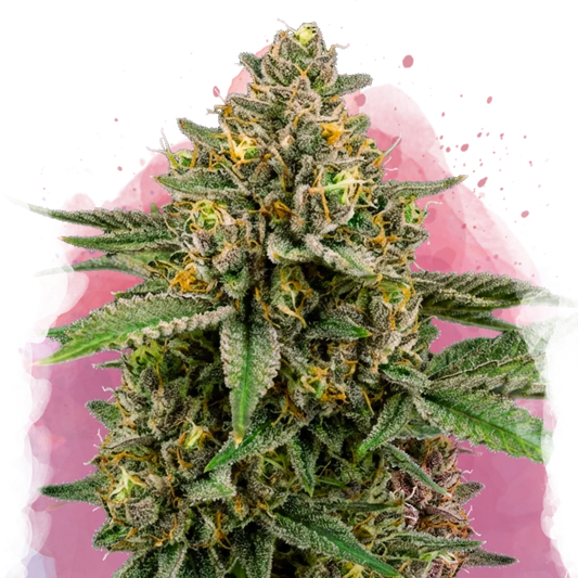 Mimosa Feminized - Nirvana USA