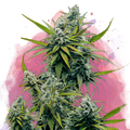 Nicole Kush Feminized