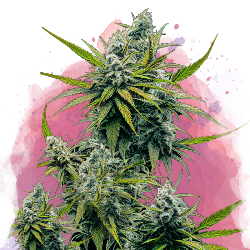 Nicole Kush Feminized