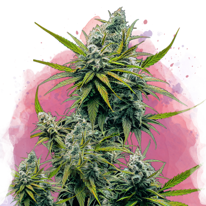 Nicole Kush Feminized