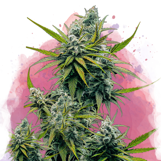 Nicole Kush Feminized