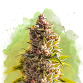 Northern Light Autoflower