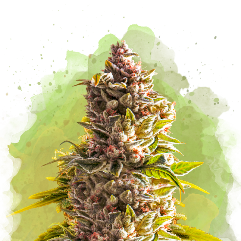 Northern Light Autoflower